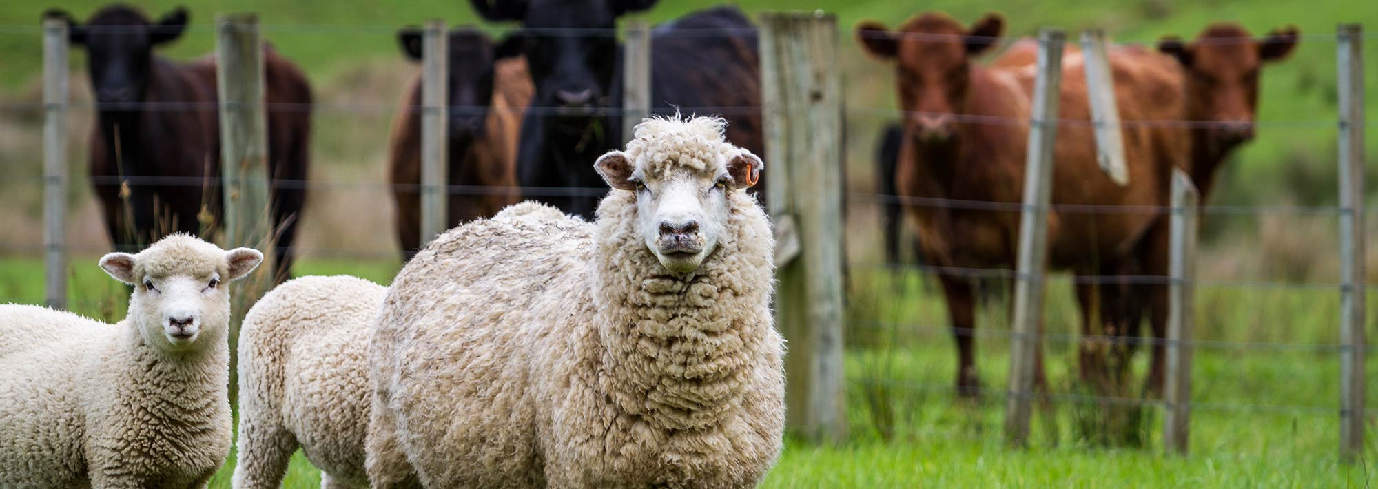 Sheep, lambs and cattle in a lush green grass paddock.