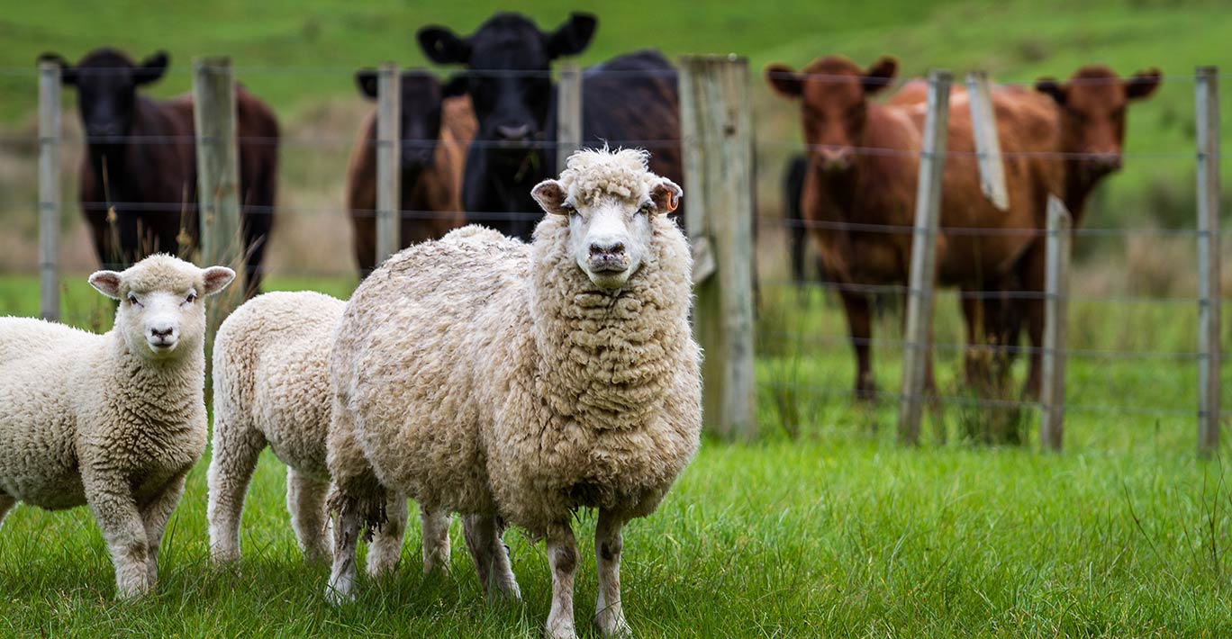 Sheep, lambs and cattle in a lush green grass paddock