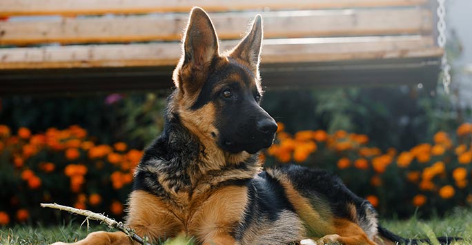 German shepherd puppy