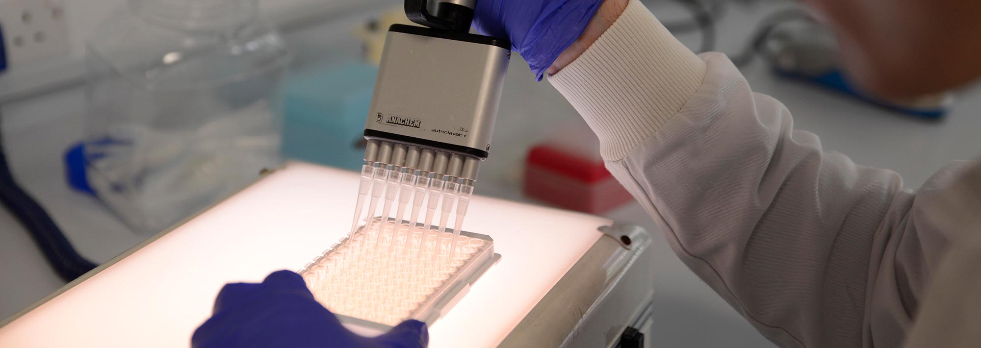 Technician working on the lab bench, using a multi-channel pipette with light-box illumination