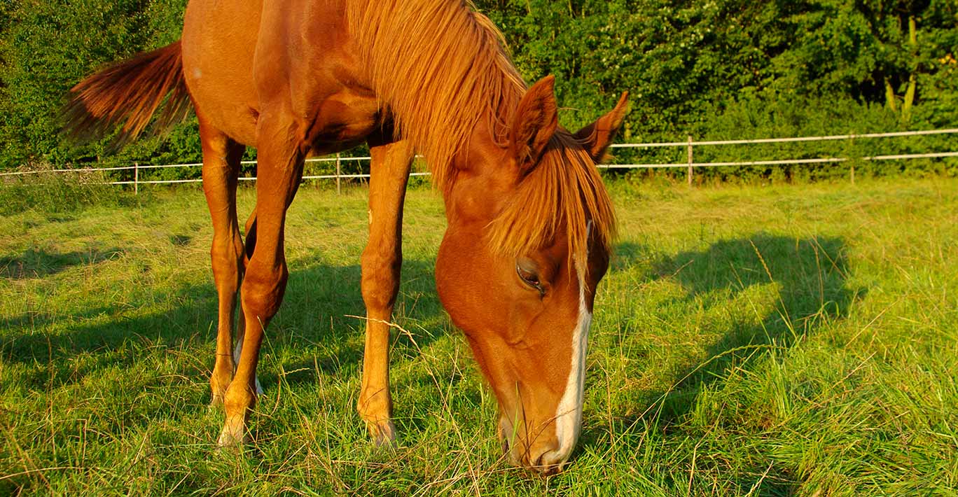 A horse grazing on grass.