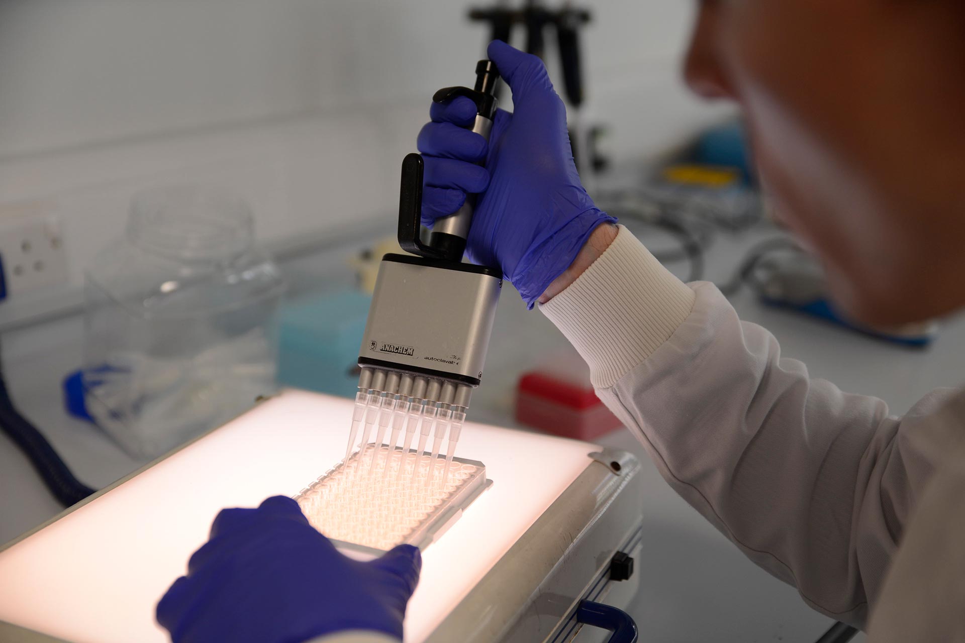 Technician working on the lab bench, using a multi-channel pipette with light-box illumination