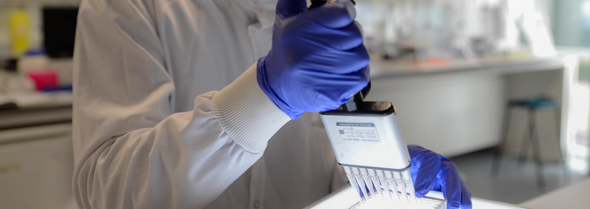 Technician working on the lab bench, using a multi-channel pipette with light-box illumination.