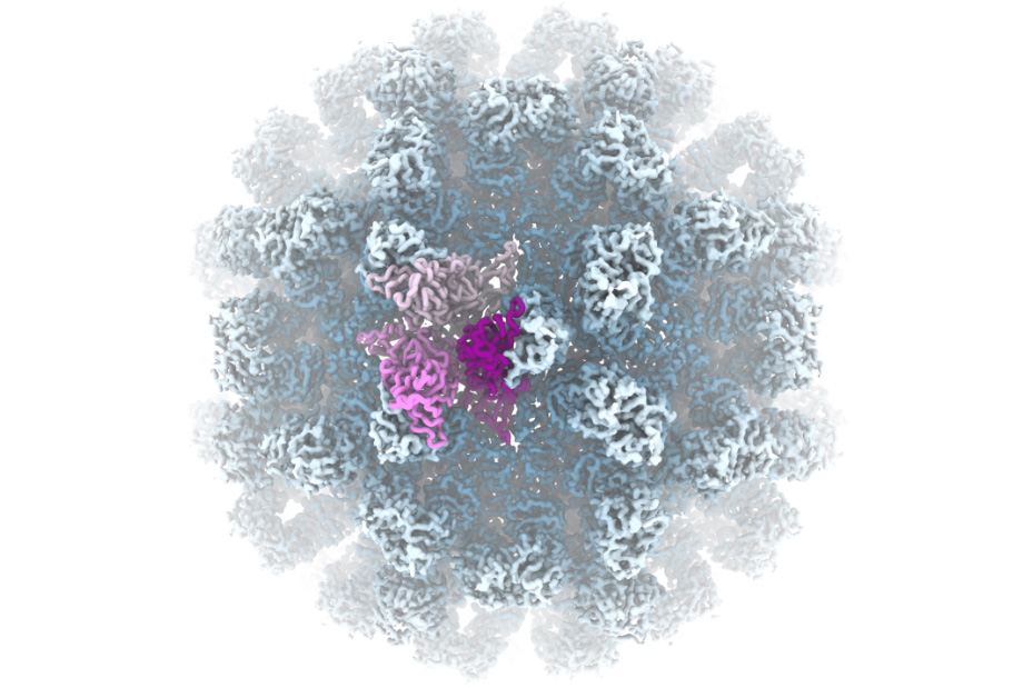 Virus proteomics