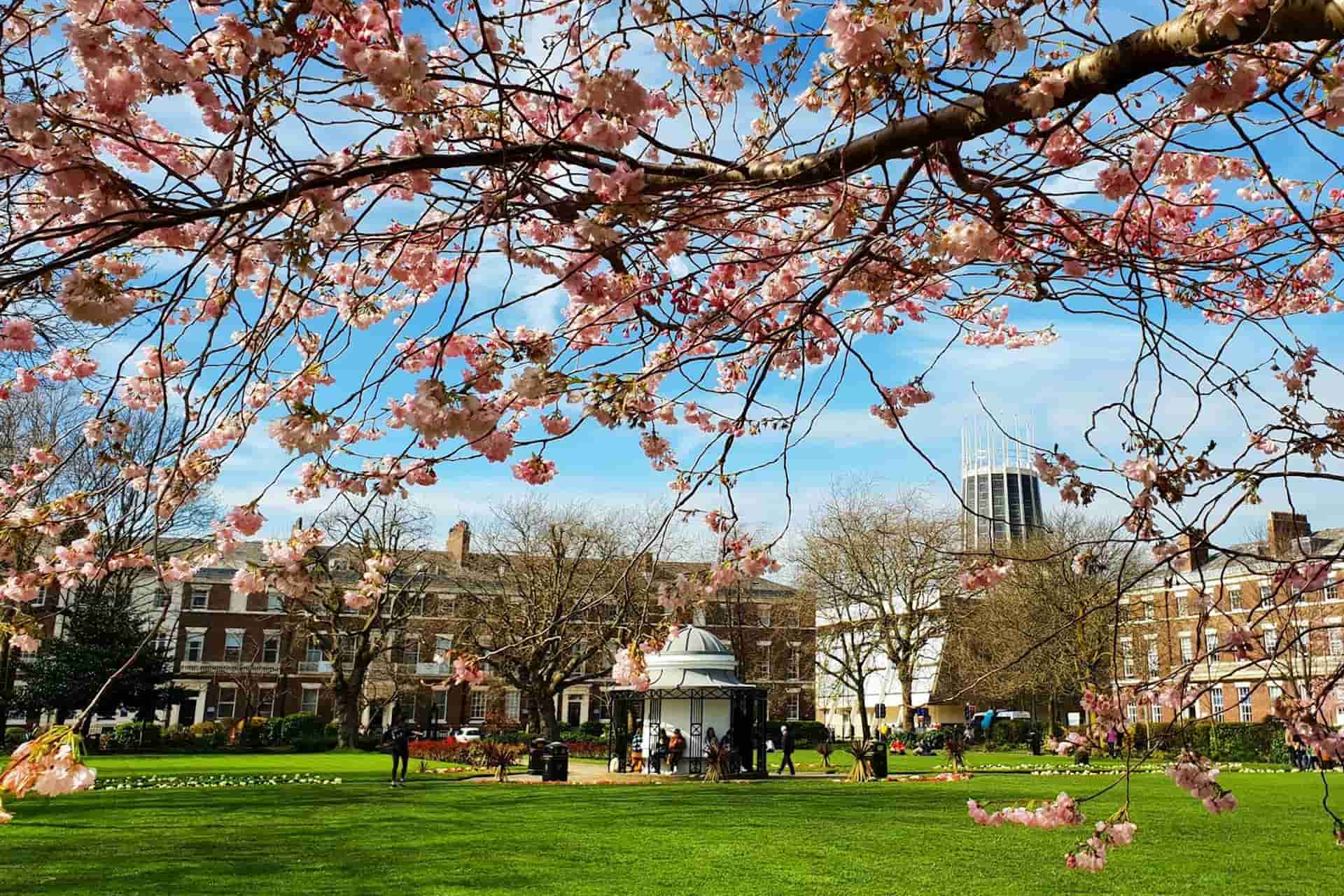 Abercromby Square with blossom covering the photo