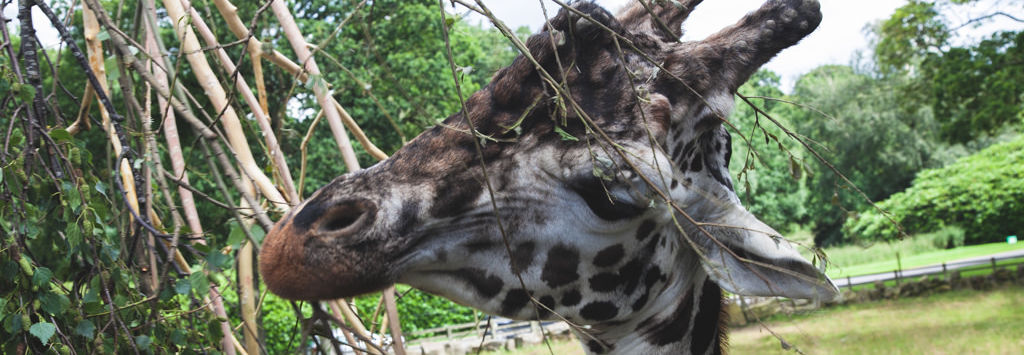 Giraffe