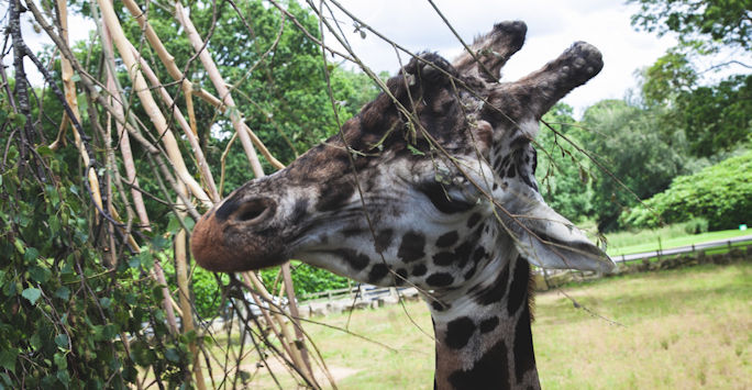 Giraffe