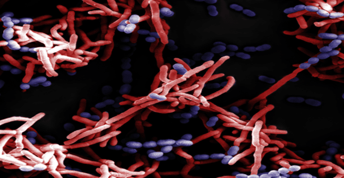 Detailed close-up of a cell featuring striking red and blue hues, emphasizing its unique characteristics and complexity.