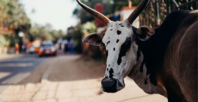 Head shot of a cow with horns turning to look at a camera, in the background can be see a dusty Indian street, with people, buildings and cars in soft focus.