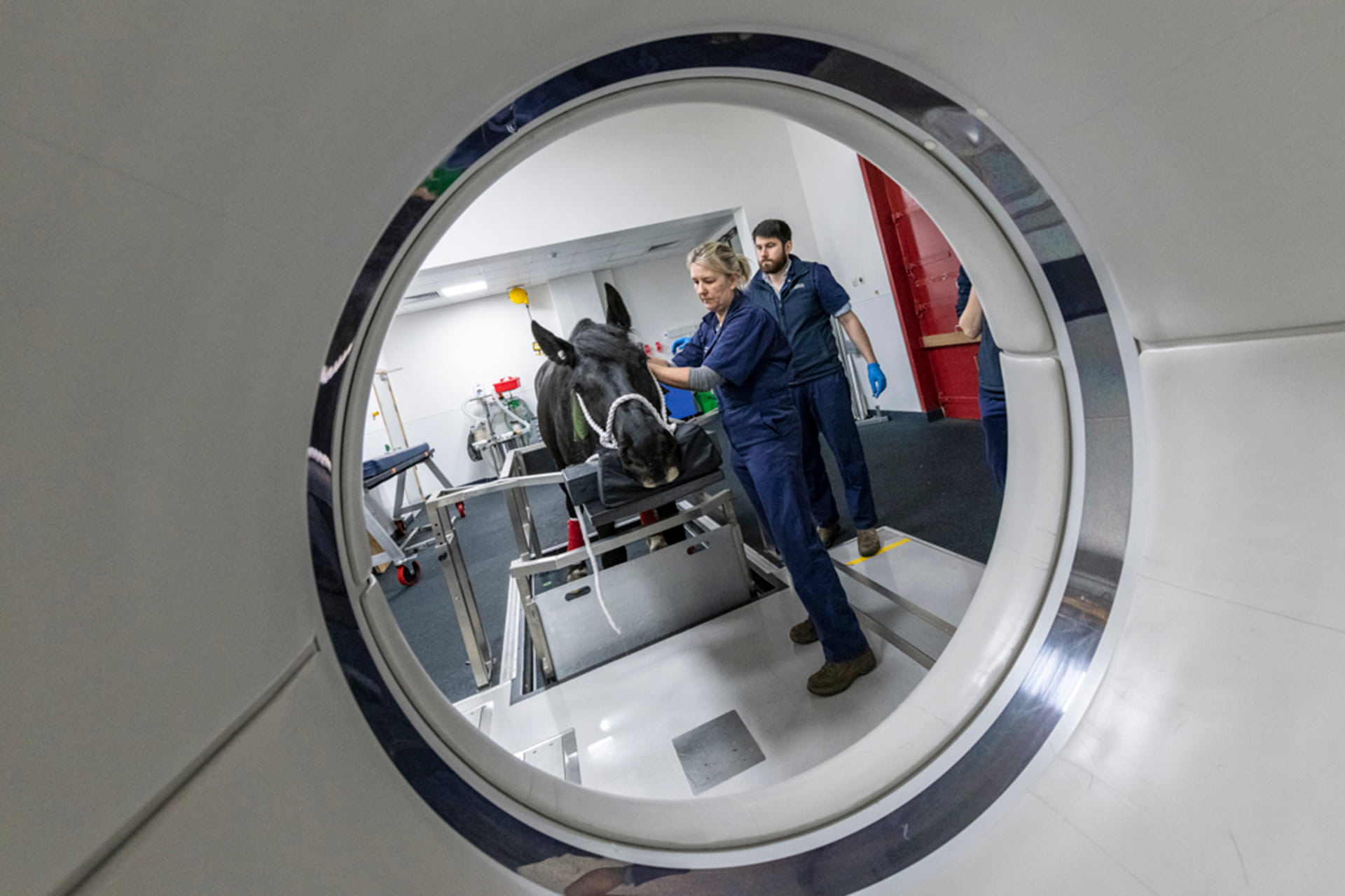 Horse having scan