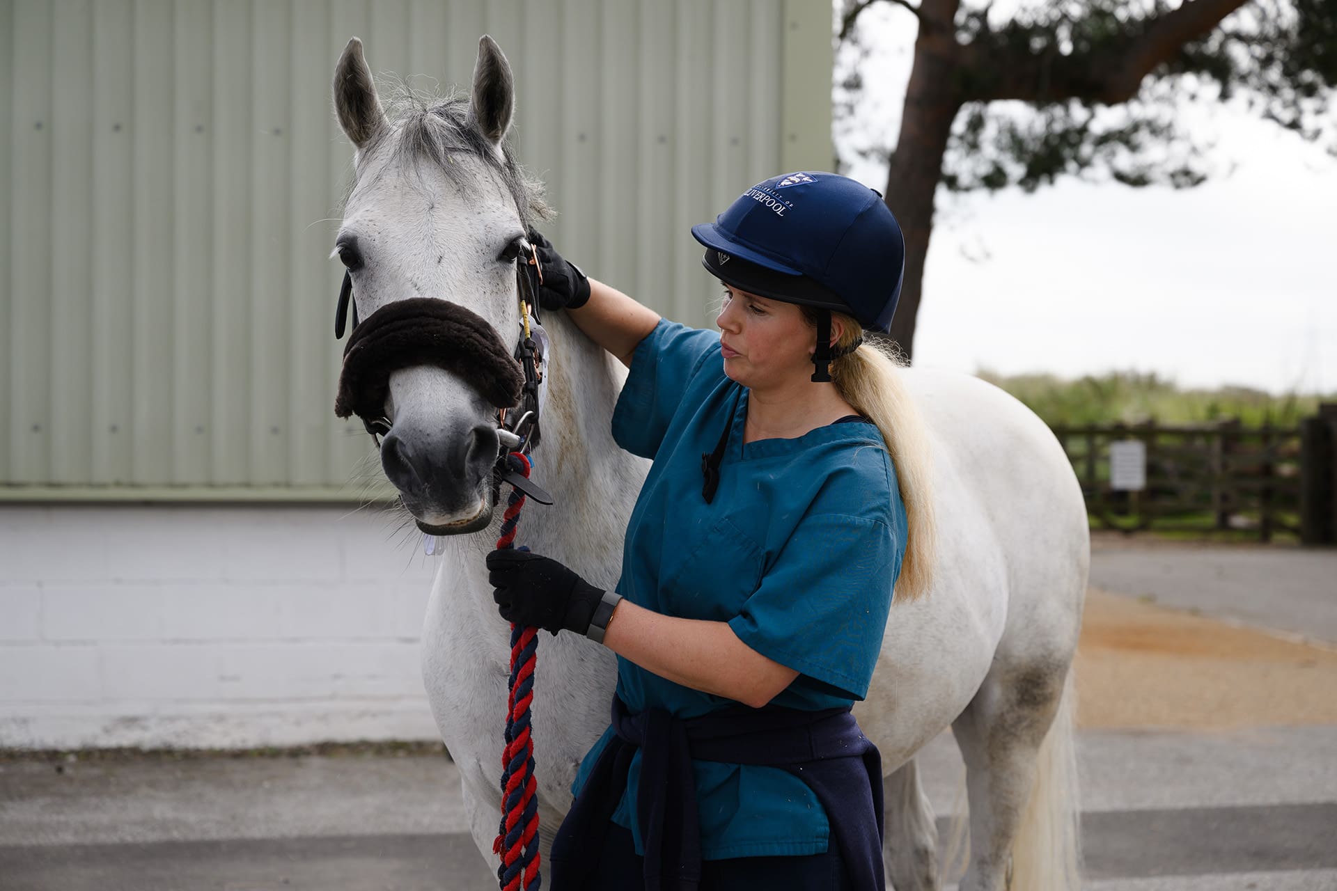 Horse in yard post lunge