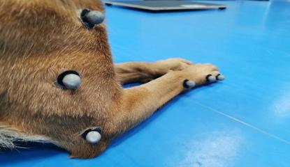 Labrador with sensor markers attached