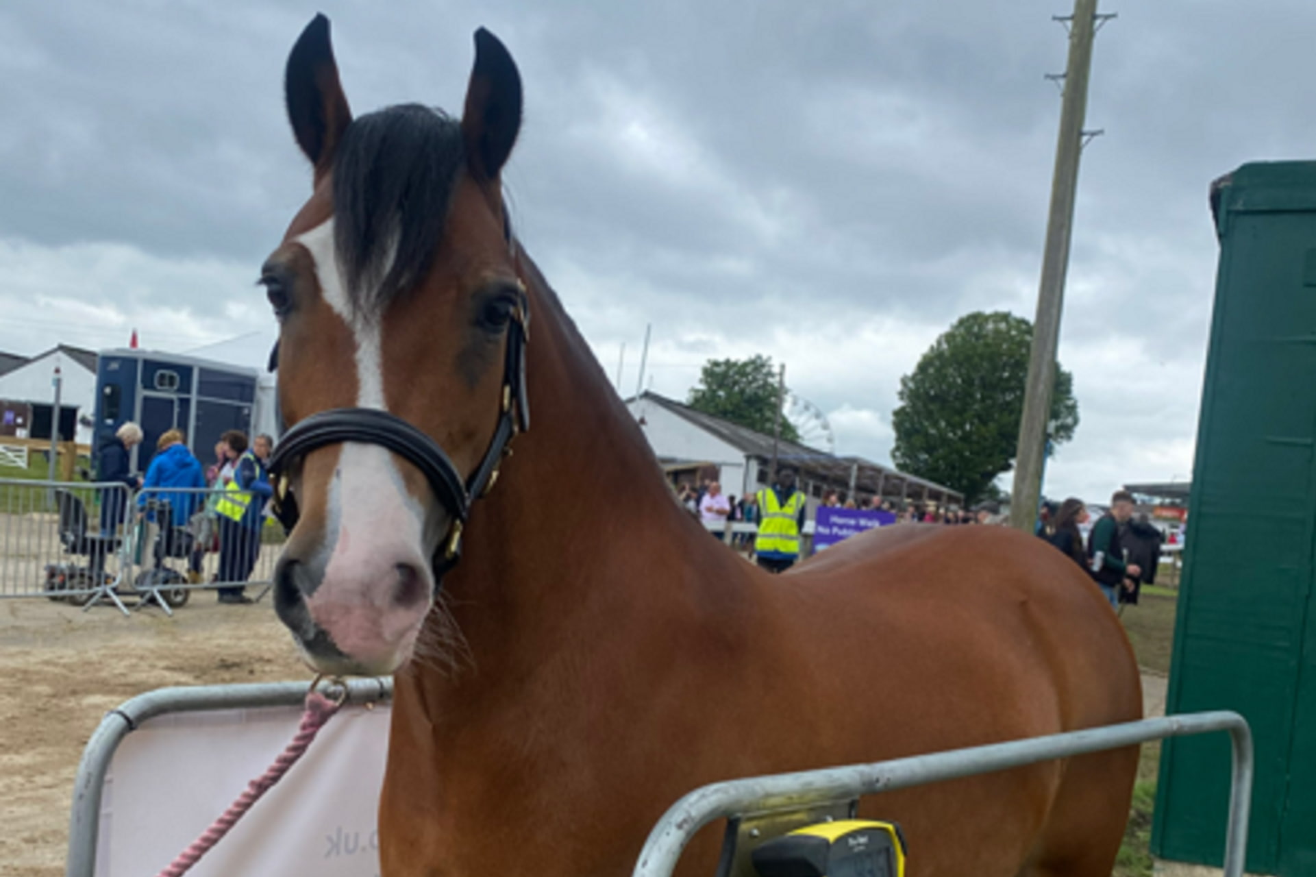 A pretty Welsh Mare at Weigh