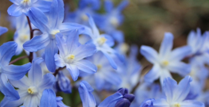 Bright blue flowers
