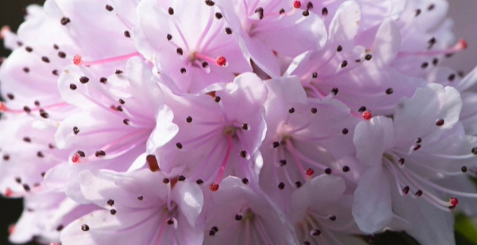 Close-up of rhododendrons