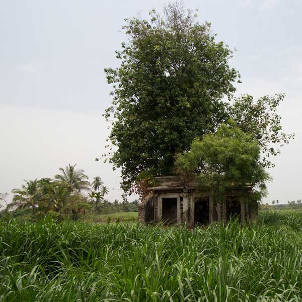 A tree growing out of a temple building
