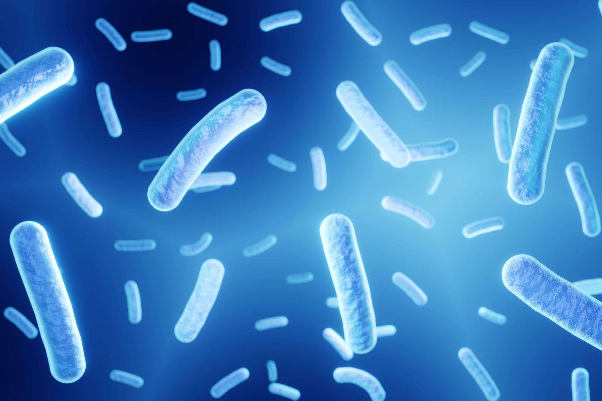 Image of bacteria