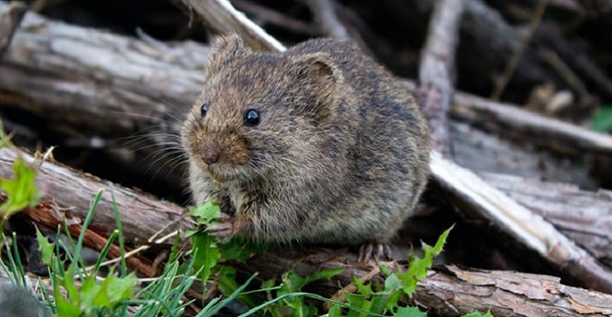 small fieldmouse eating grass