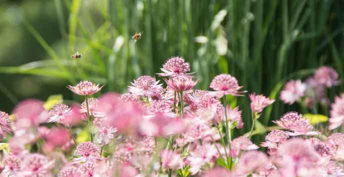 Pink flowers and reeds