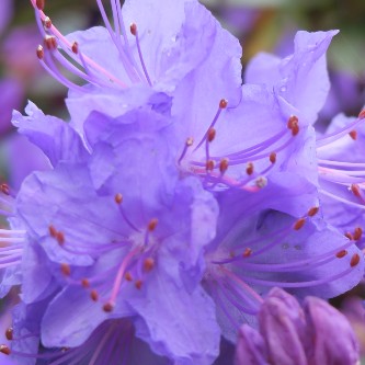 Close-up of a loretta plant