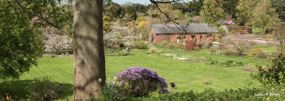 View across lawn at Ness Gardens with magnolias in the distance