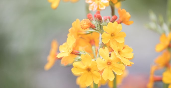 Close-up of a primula, a herbaceous flowering plant
