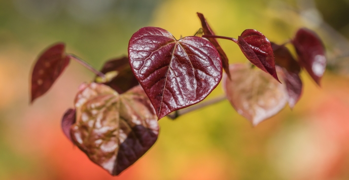 Close-up of leaves on a plant
