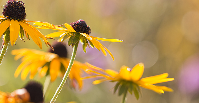 Close-up of yellow flowers