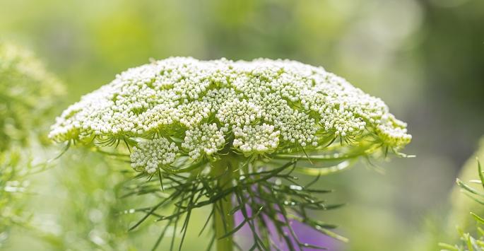 white flowers
