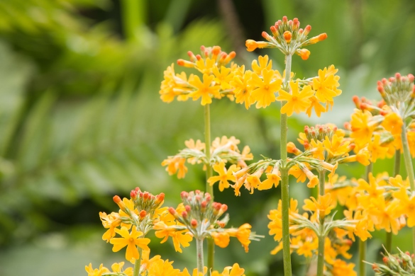 Primula flowers at Ness