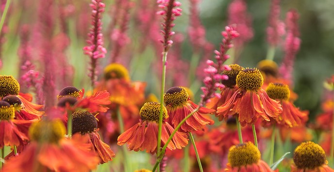 A mixture of flowers with vibrant colours, captured at Ness on a hot day