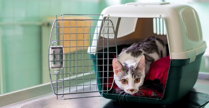 Grey and white cat in open cat basket on examination table looking out