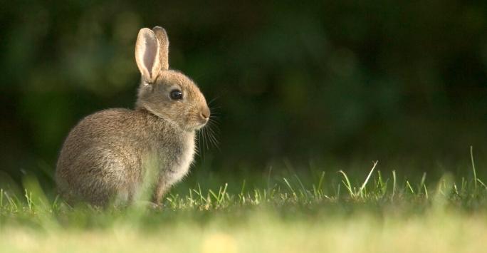 Rabbit looking out over grassland