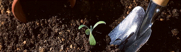 Current work - a trowel digging soil