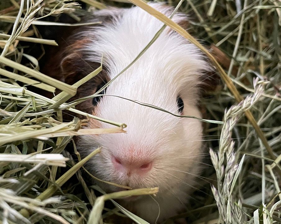 Guinea pig hiding in hay