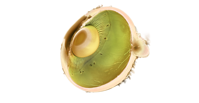 3D rendering of a porcine eye, sliced in half, so that the internal structure of the eye, such as the lens, the iris, and the optic nerve, are visible