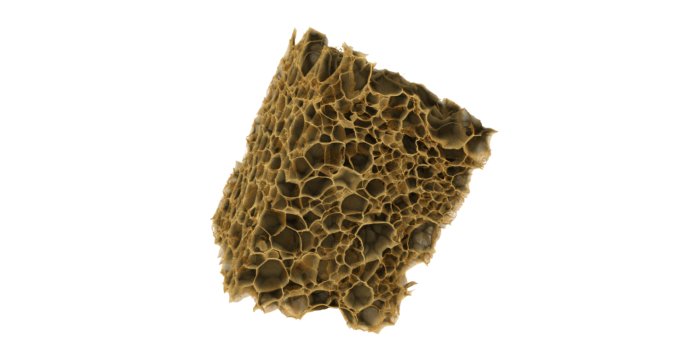 An image of a freeze-dried gelatin scaffold, showing the porous foam-like structure.