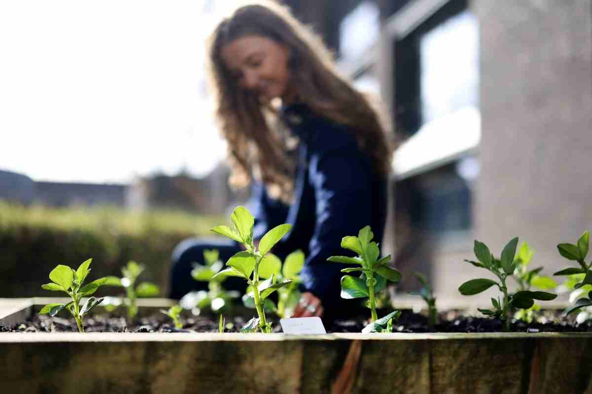 Student gardening with green shoots in the foreground