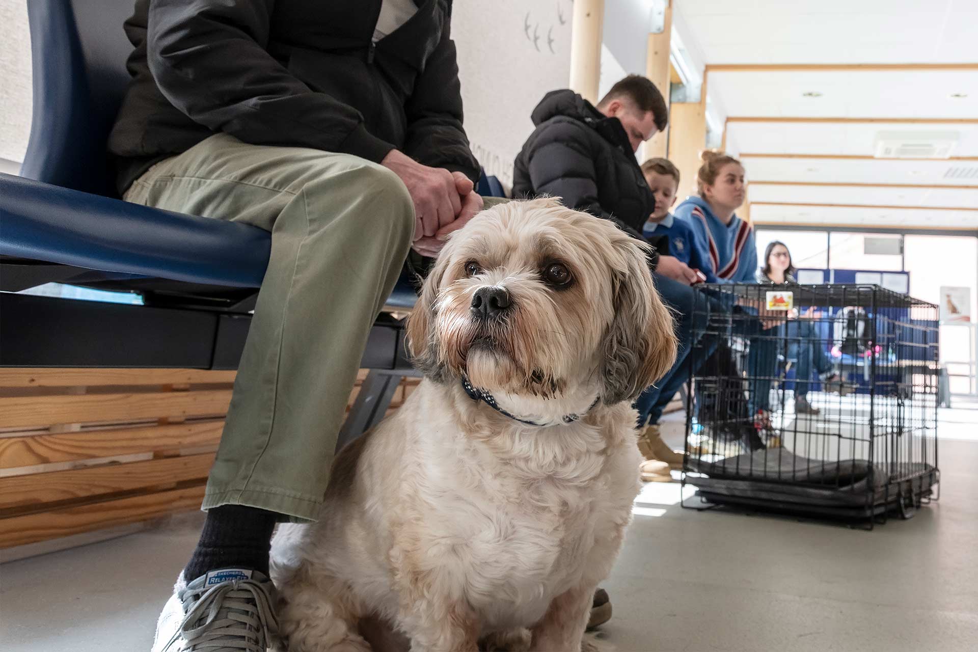 Dog at teaching hospital