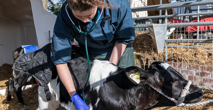 Vet examing cow