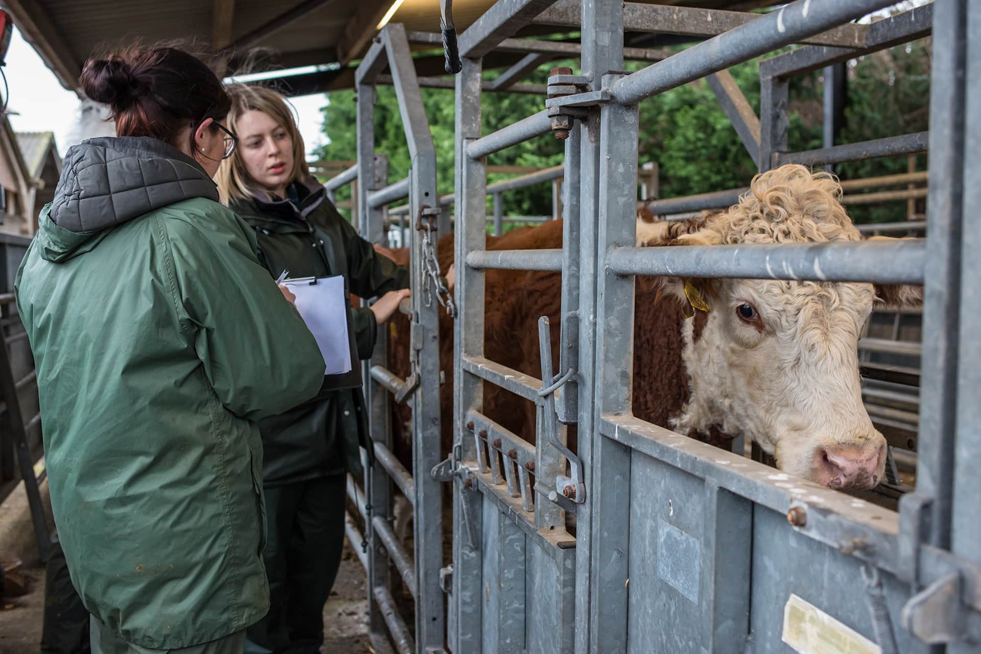 Bull being examined