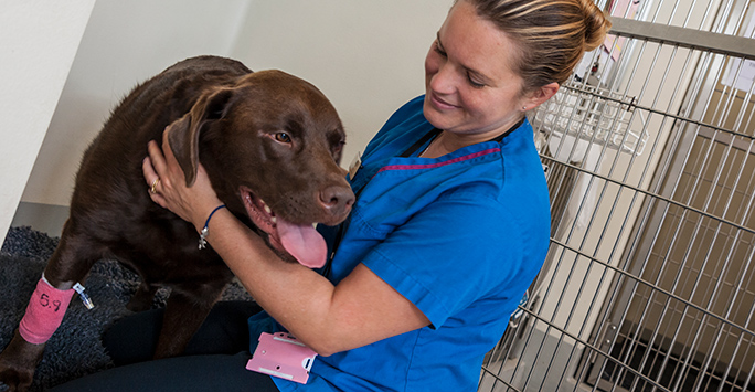 Vet caring for dog
