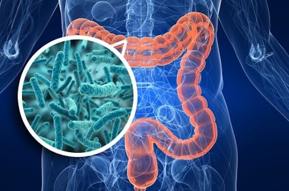Image of human gut microbiota