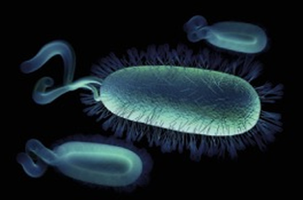 multiple bacteria 