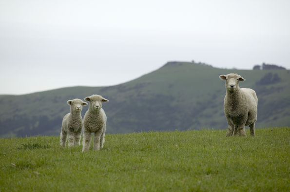 Dolly the sheep