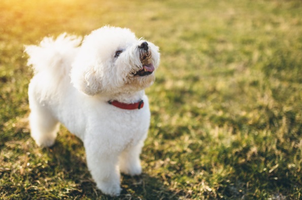 Small white dog