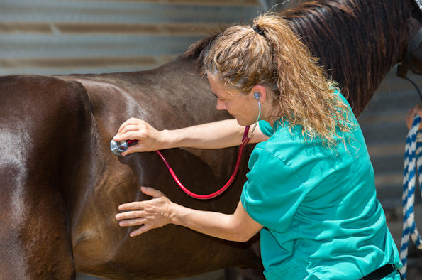 Vet with horse