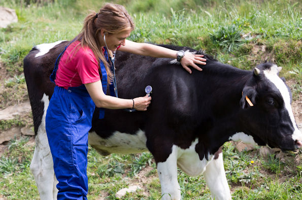 A vet using a stethoscope on a cow in a field