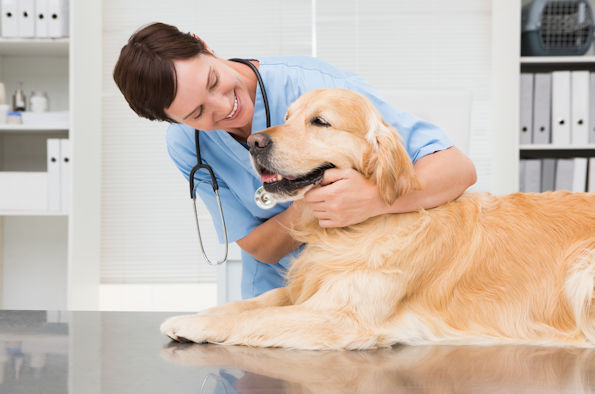 Picture of a vet with a golden Labrador in a veterinary clinic room