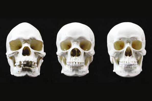 Aboriginal Australian cranial shape variability - University of Liverpool